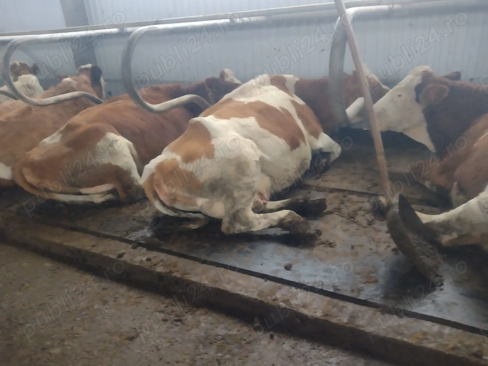 Vaca baltata romaneasca gestanta