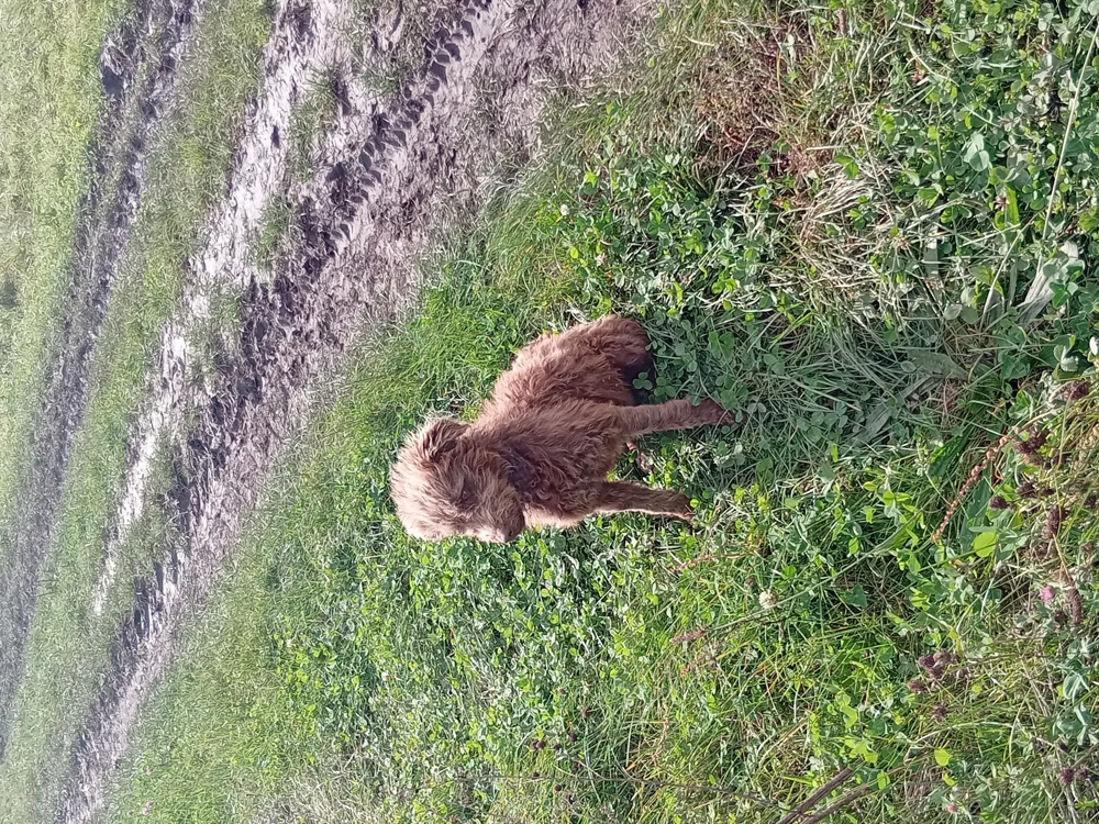 vand catei de intors oile si vacile garantati