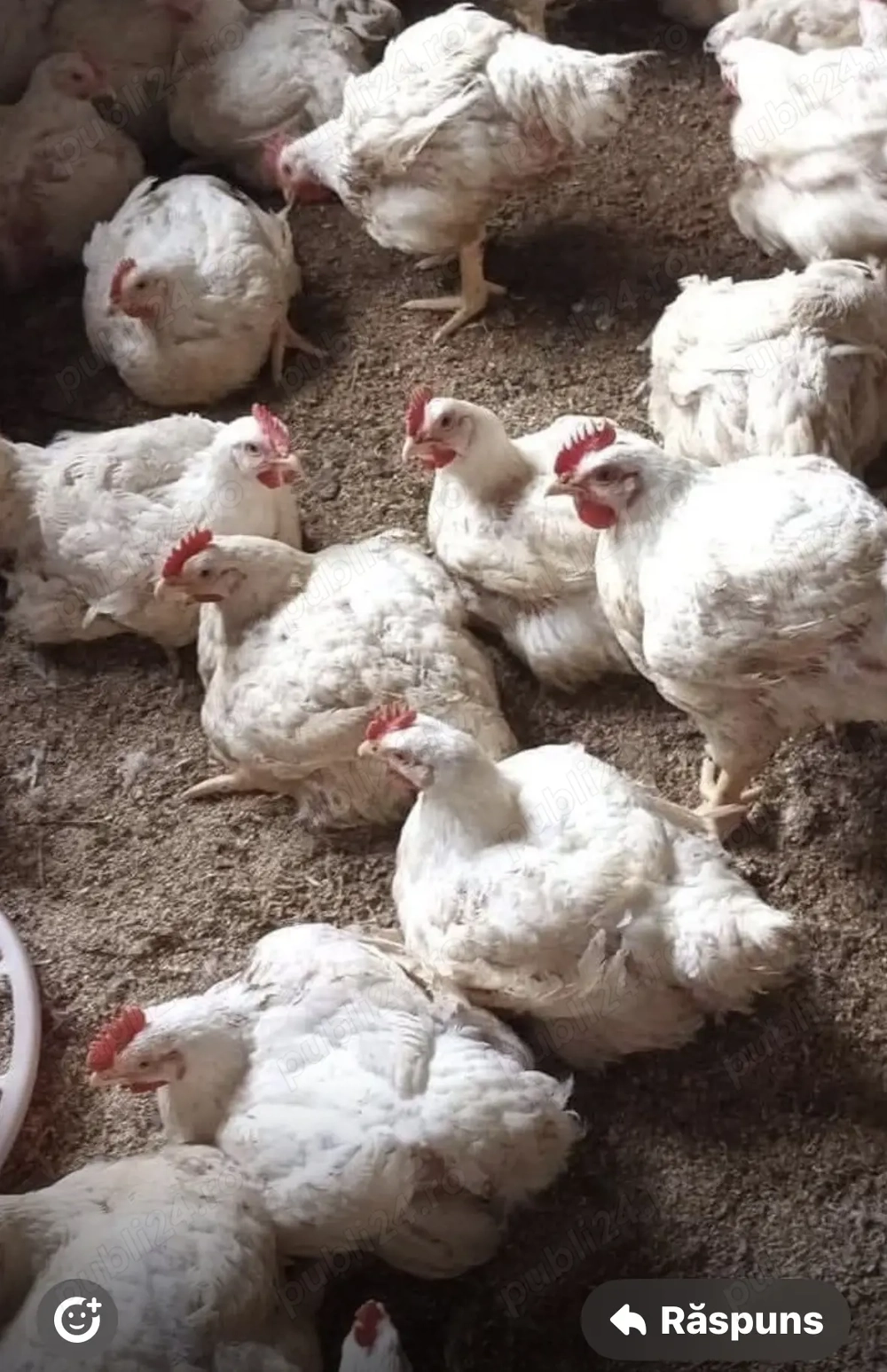 Vând pui de carne 3 kg bucata 