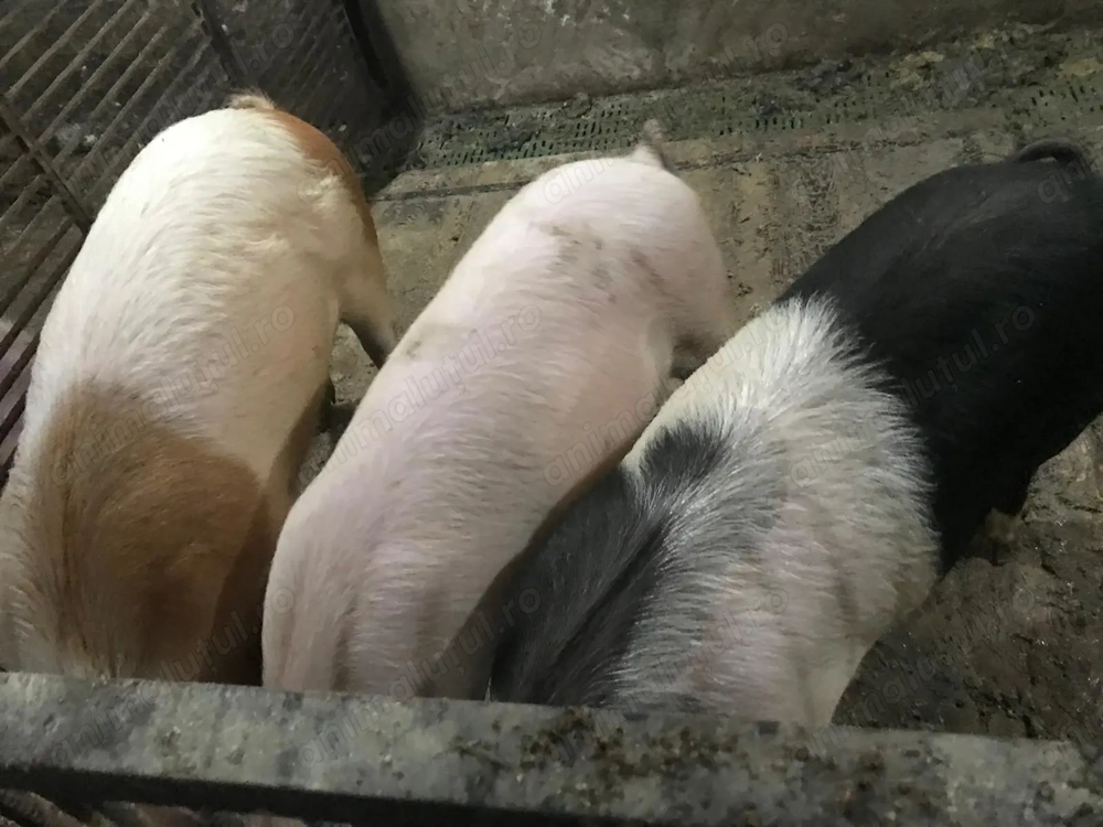 Porci în jur de 100-120kg