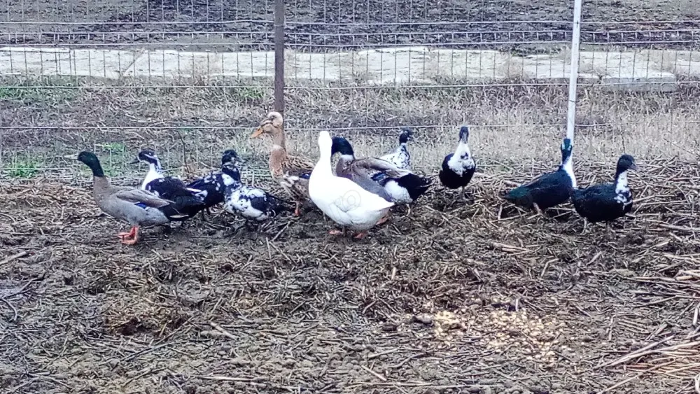 vand  sau schimb rate pitică olandeza si rate macanitoare 