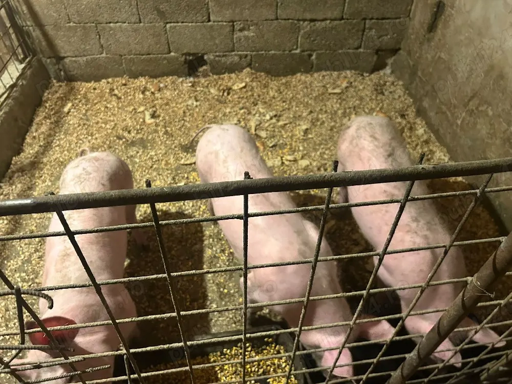 porci de vânzare 