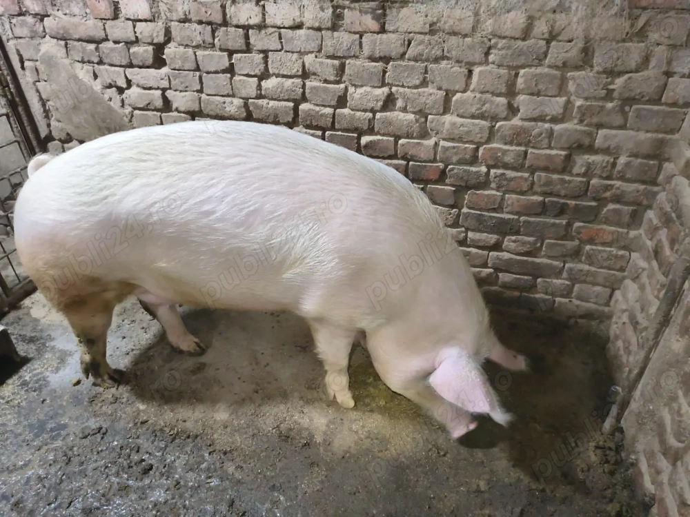 Porc de vanzare