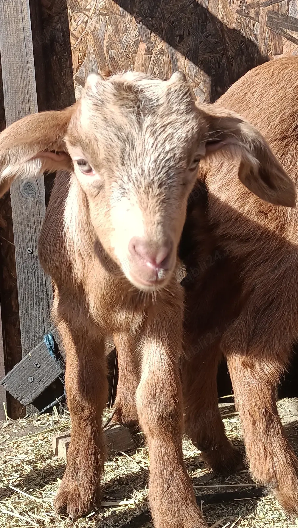 Vând ieduț metis anglo-nubien 