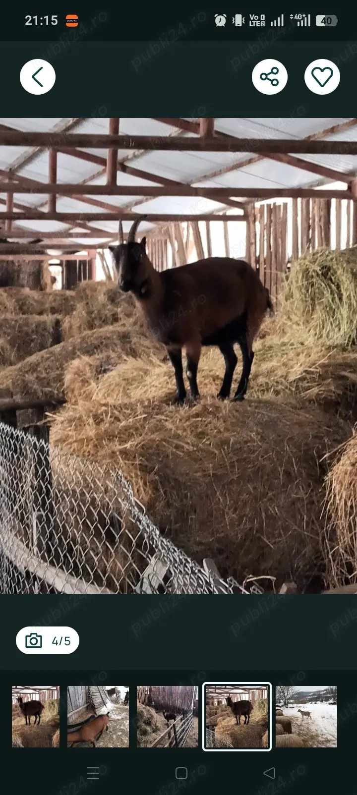 vand capra alpina franceza