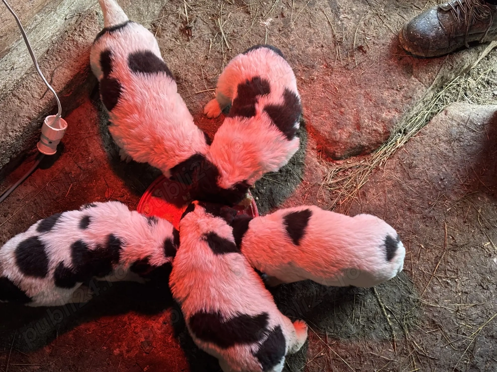 Căței Ciobănesc de Bucovina 