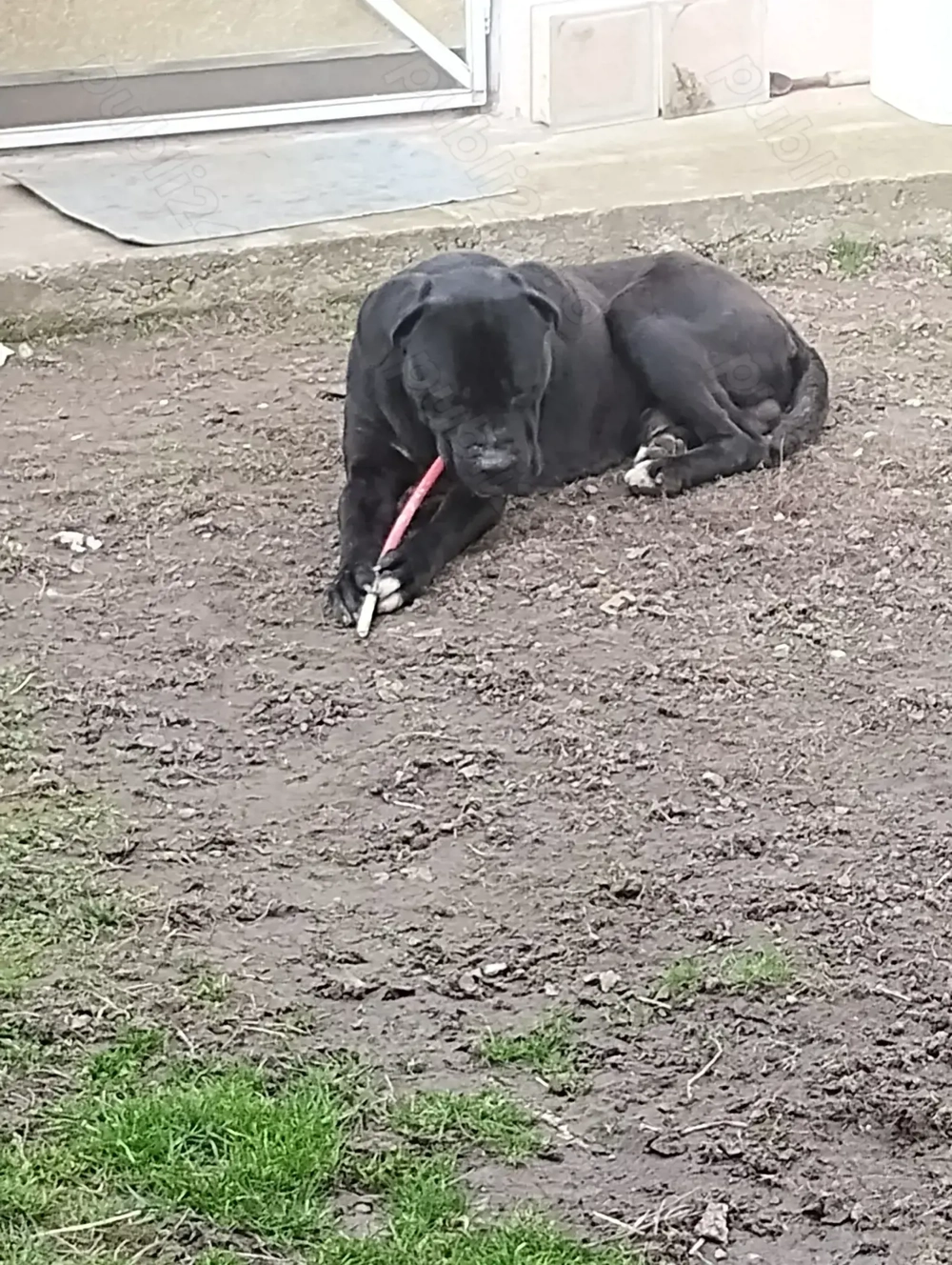 Vând câine Cane Corso  250 