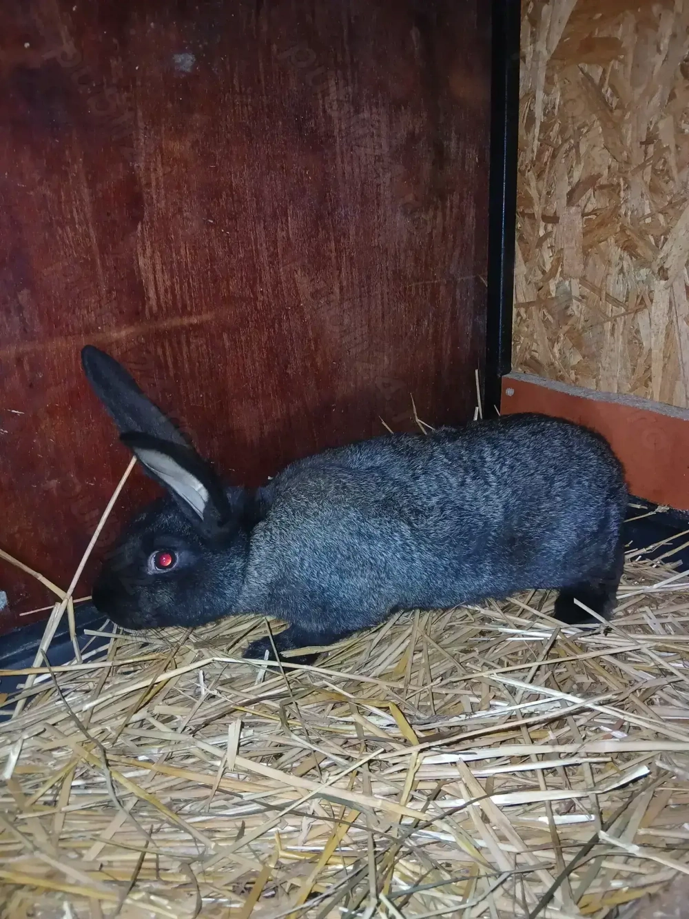 Vand mascul din urias german cu uriqs de Transilvamia