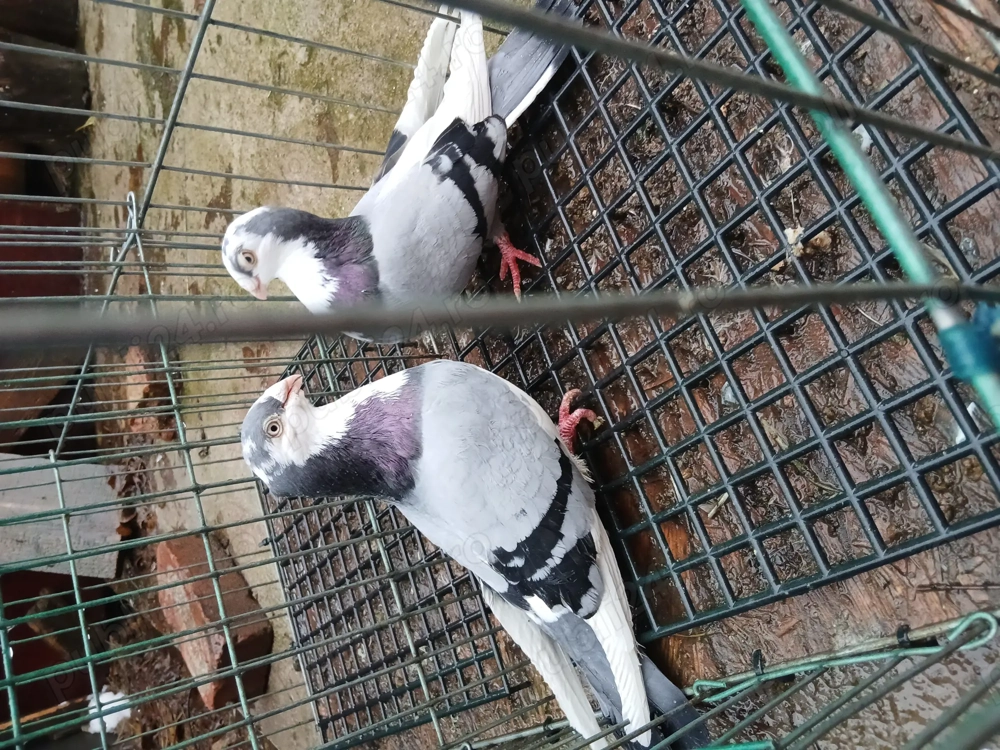 Vand o pereche de galațeni si un mascul zburator sârb