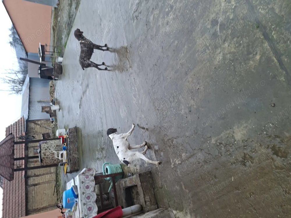 Brac german foarte jucăuși 