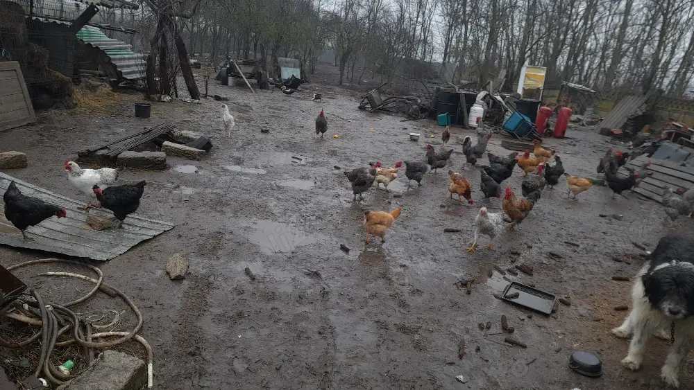 gaini si cocosi si porumbei