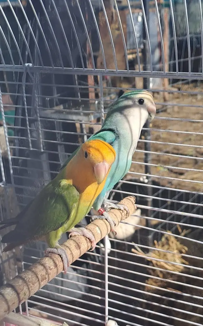 papagali, porumbei, rațe 