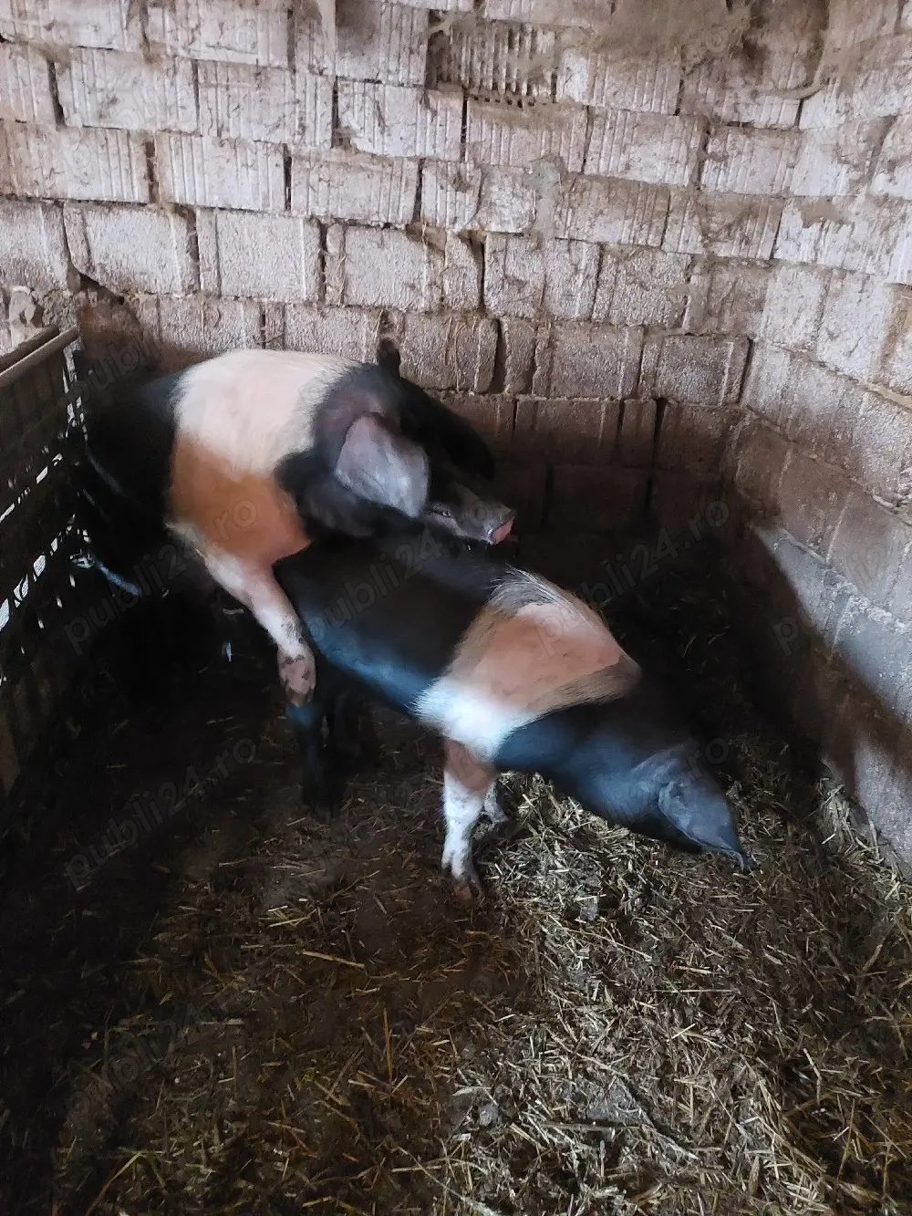 Vier bazna pt montă 