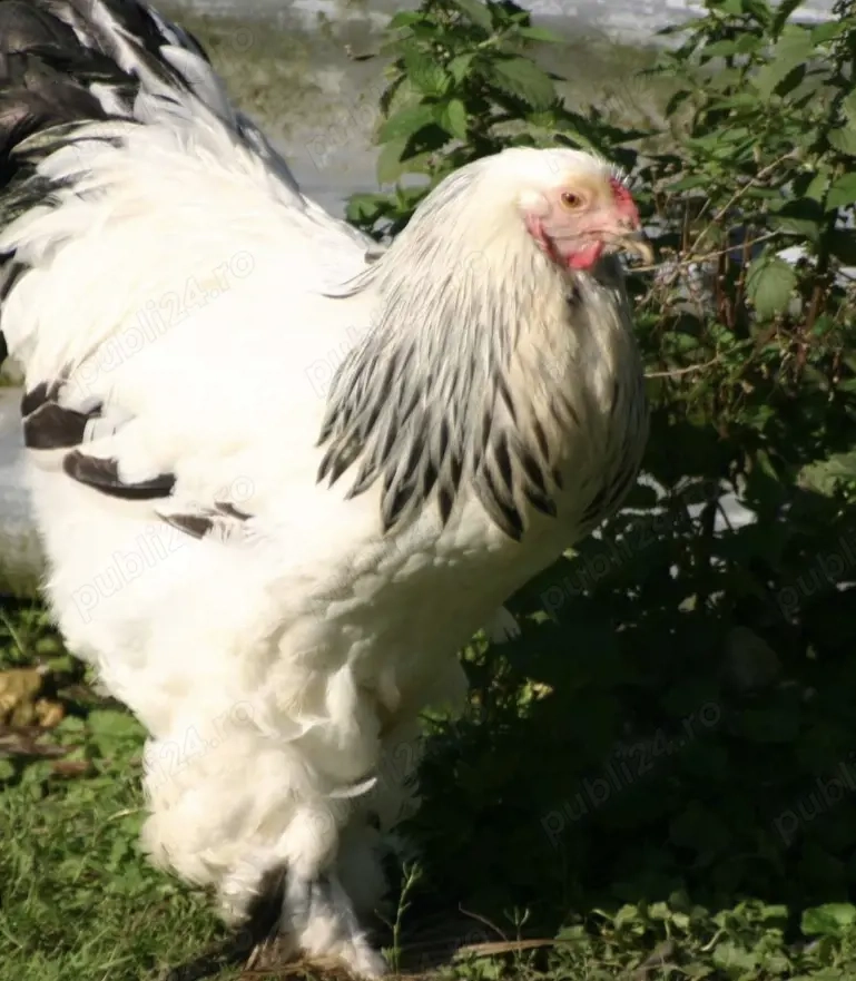 Gaini 2+1 familii brahma HD și Wiandotte 