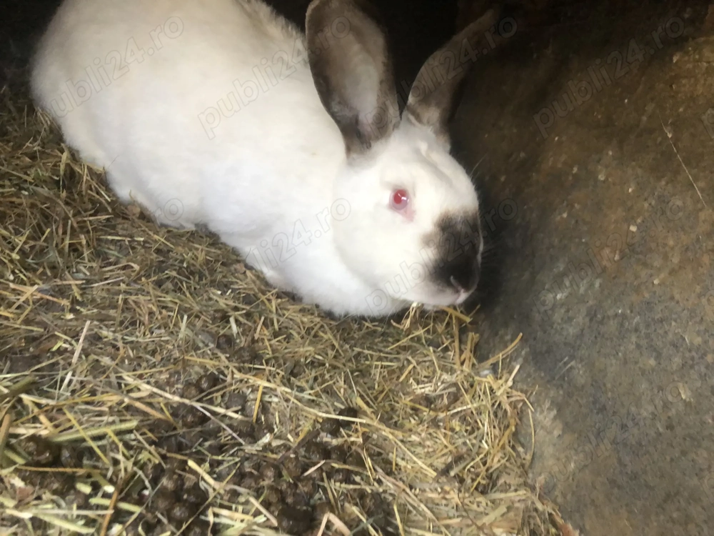 Iepuri californieni rasa curată  