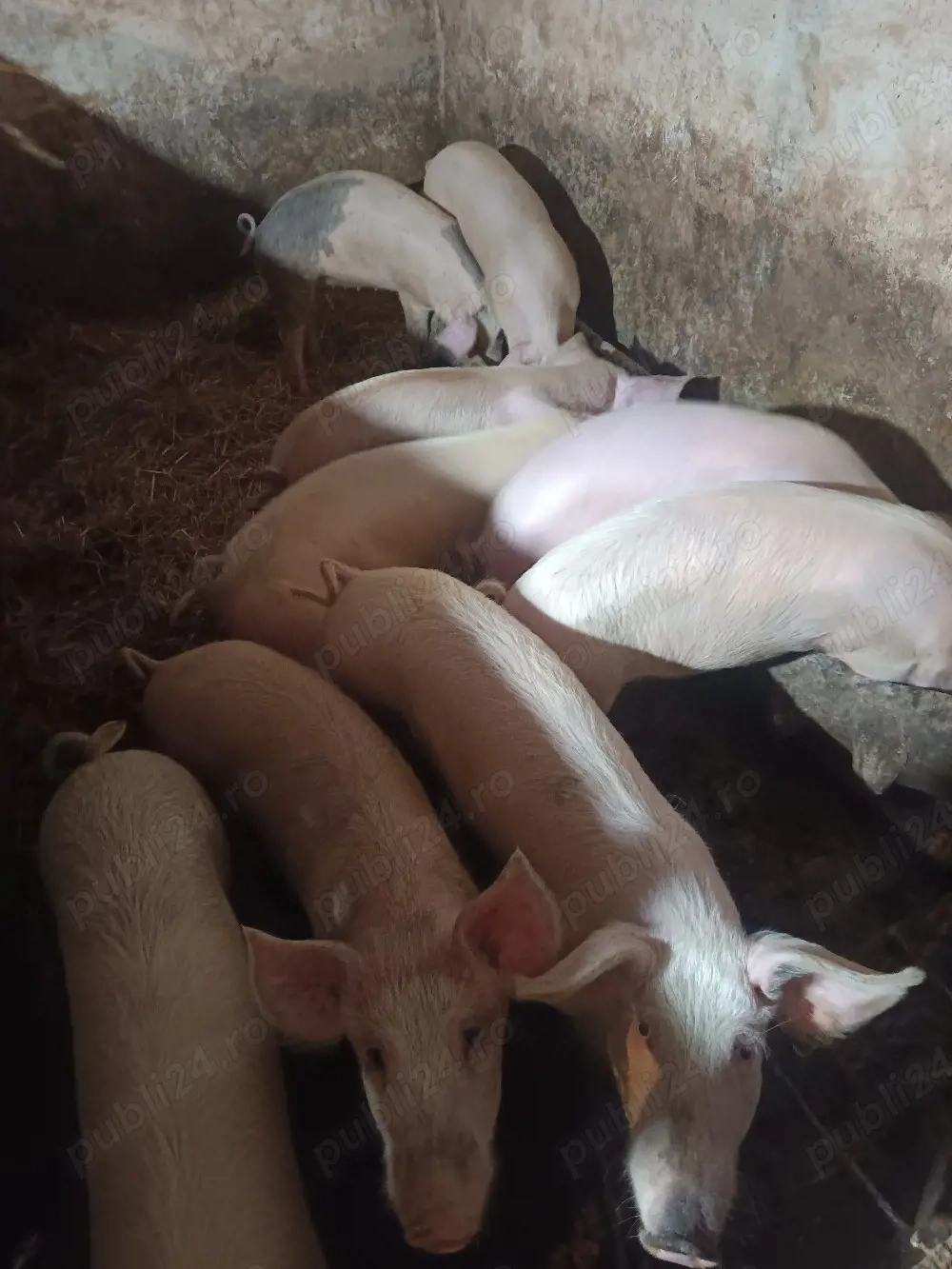 vând porcii de casă 