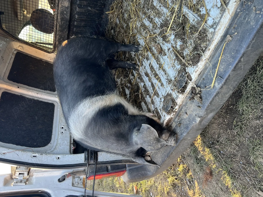 Vier Bazna x duroc sau schimb cu scrofiță duroc