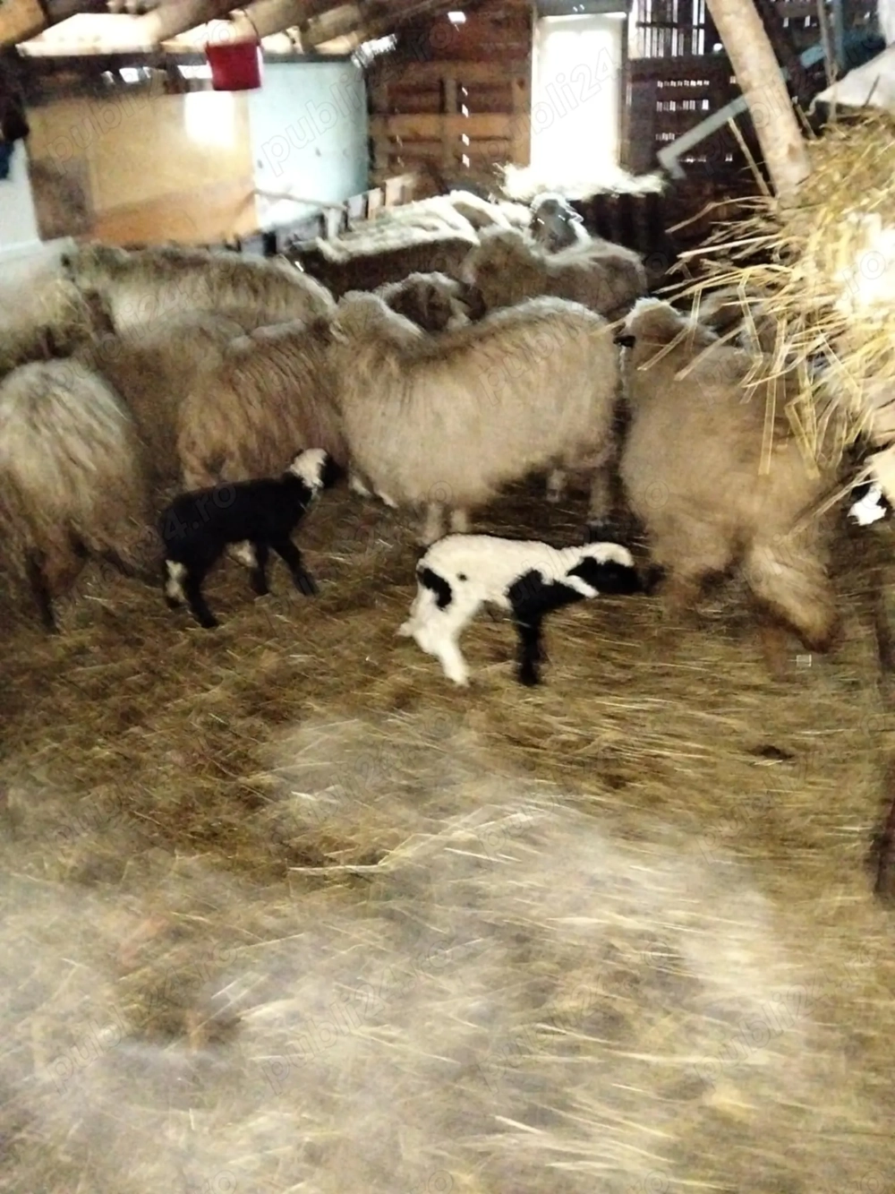 Vind urgent oiii tinere 