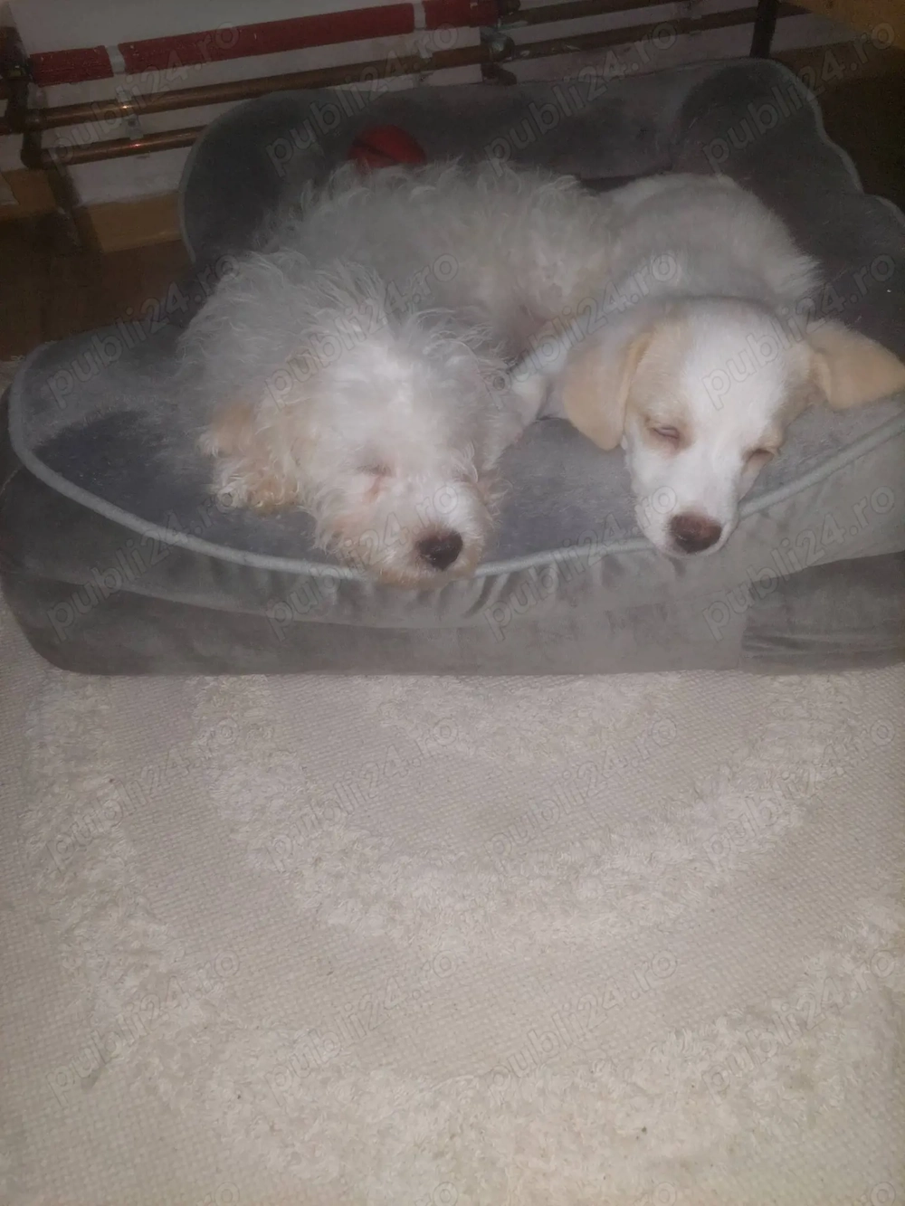 Catei mix Bichon Shitzu