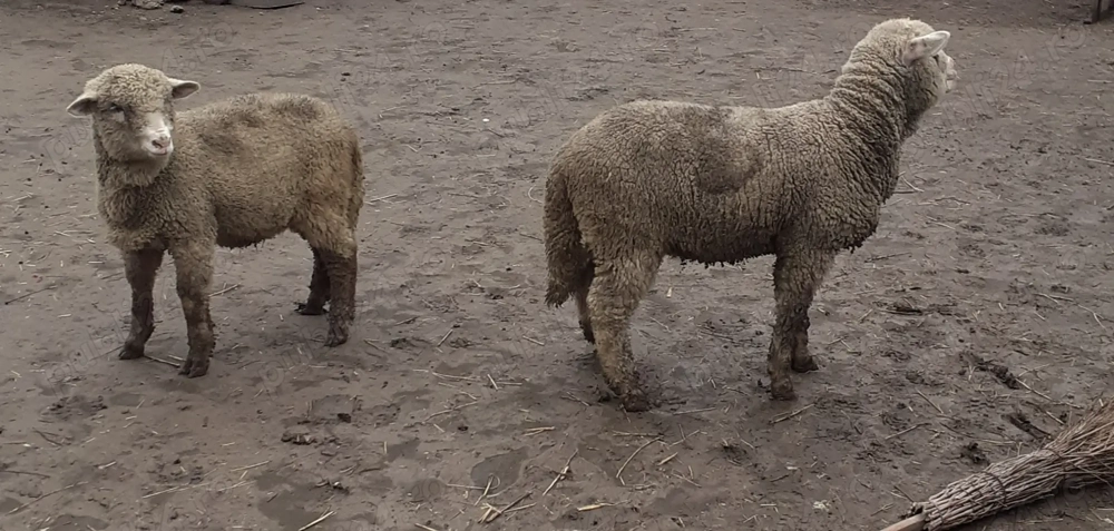 Vand 2 berbecuti merinos