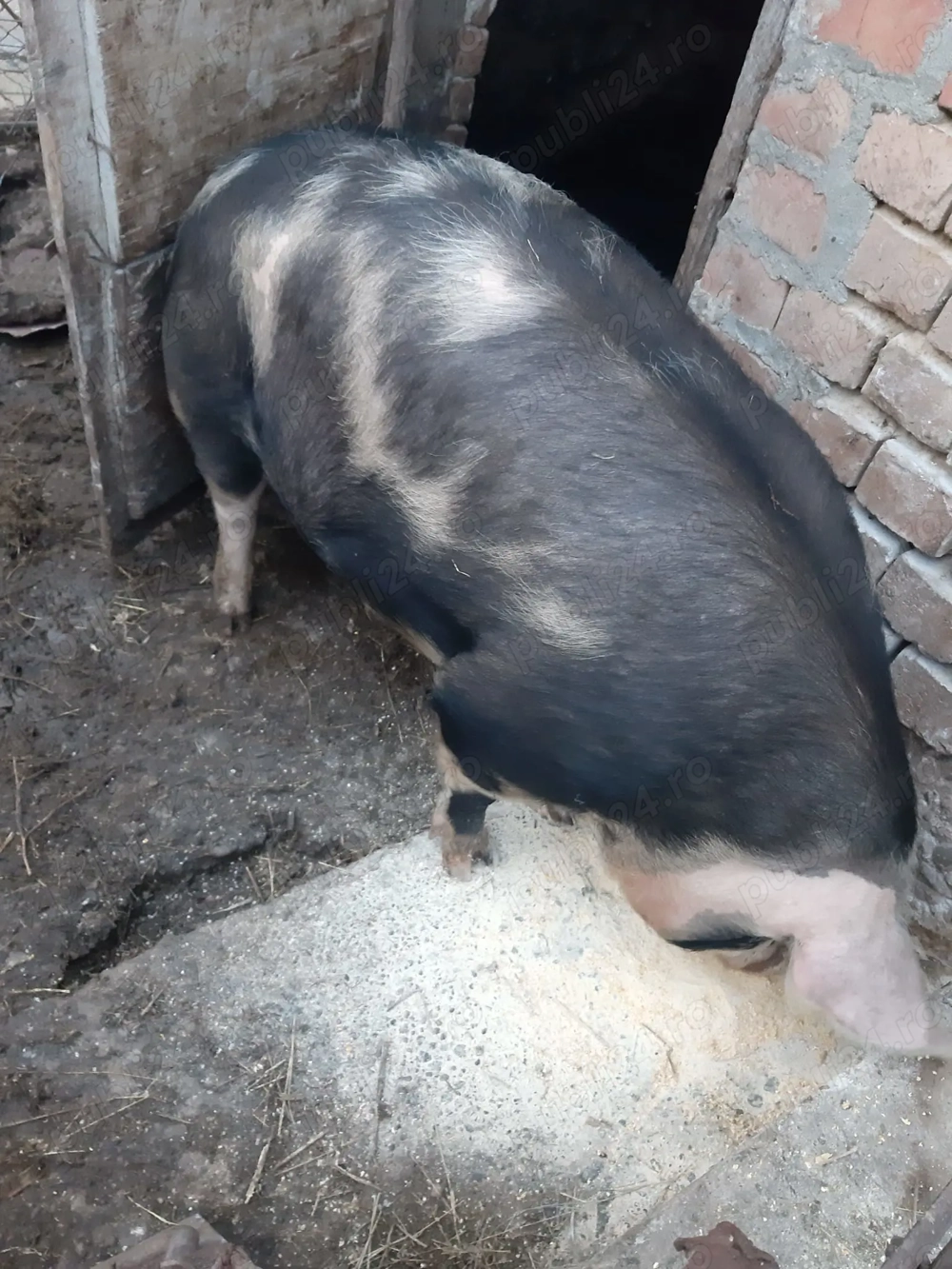 Vând porc de un an ,rasa pietraine crescut natural.