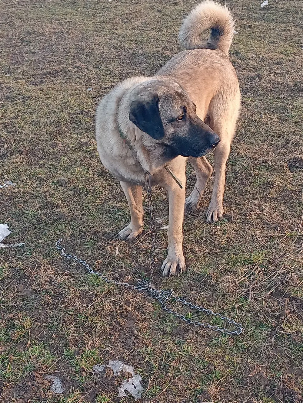 Kangali vând s-au schimb.