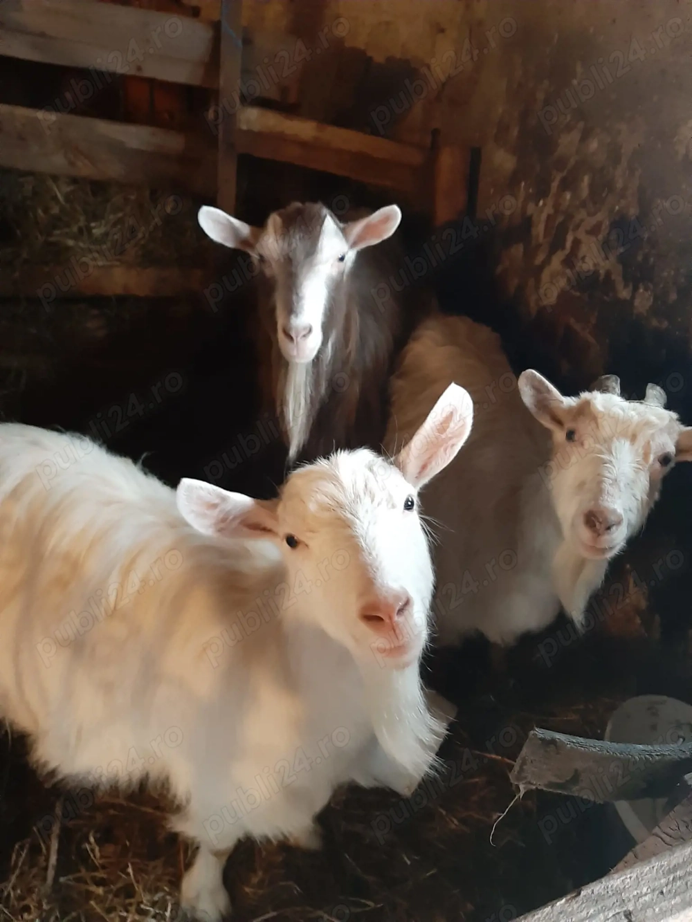 Vând trei căprițe gestante .