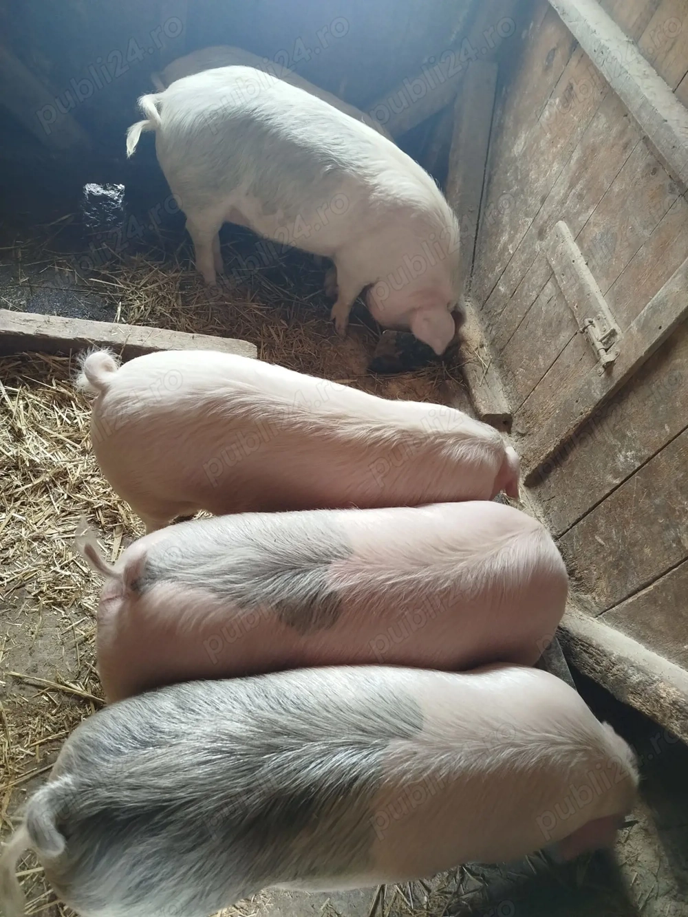 Vând șoldani, greutate intre 60 și 70 kg