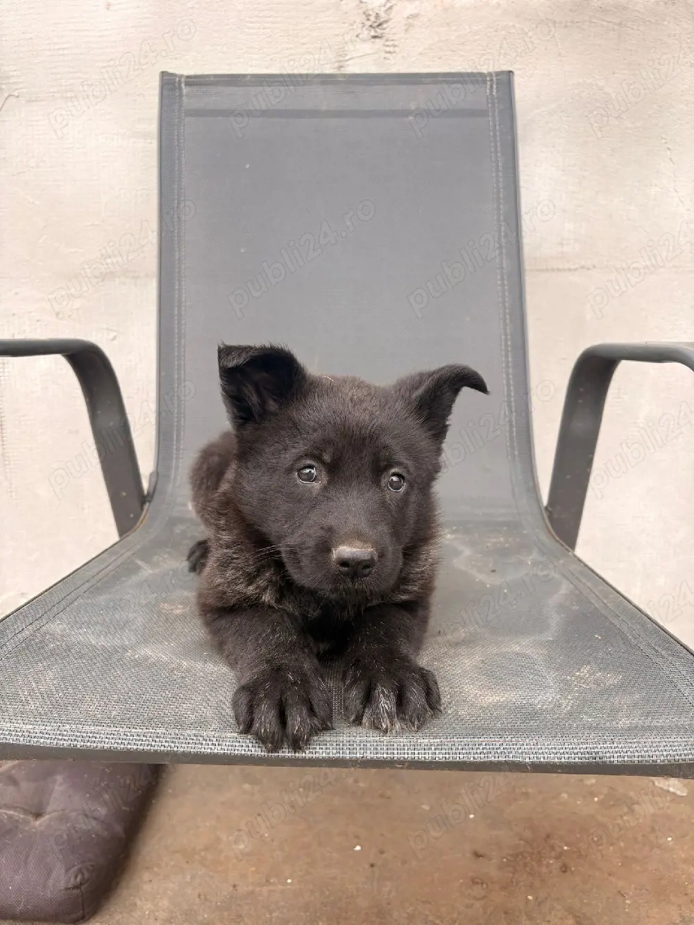 Ciobănesc German Sur Lupii