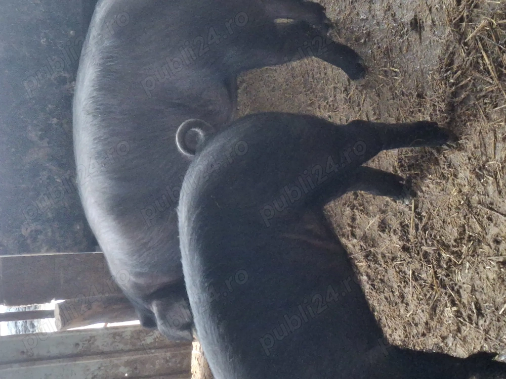 Porci grași la 100kg