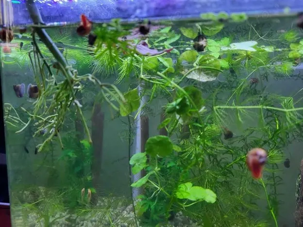 Pesti    Melci    Plante 