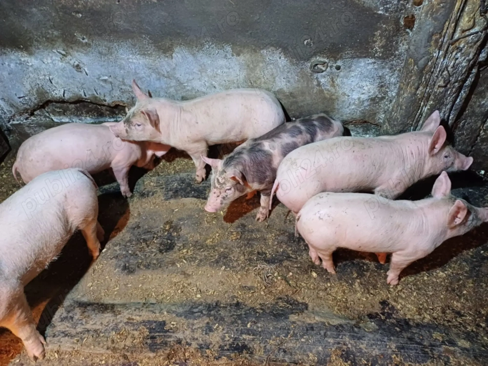 Purcei.  Rasa carne landras.  Foarte mâncăcios 