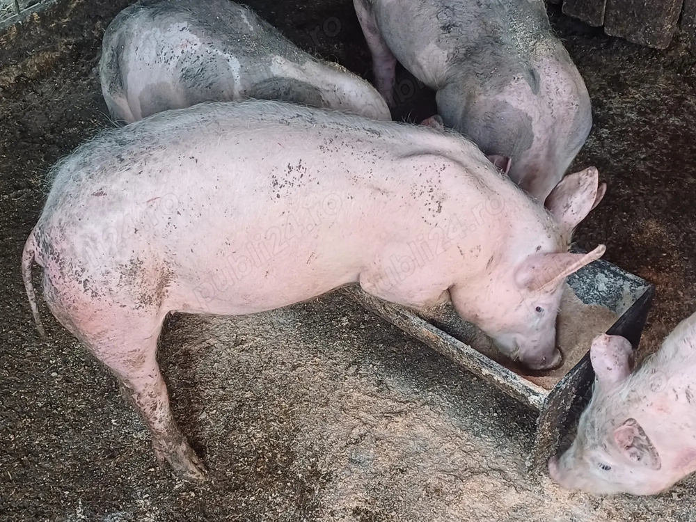 Purcei.  Rasa carne.  