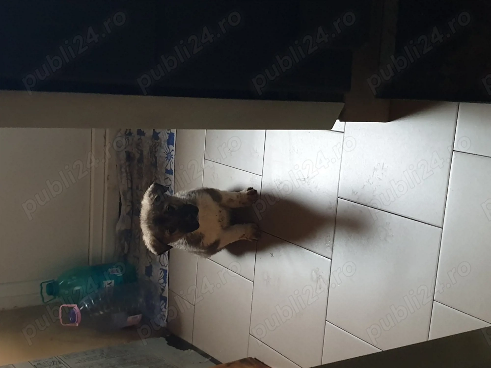 vind pui de ciini bucovina cu kangal 