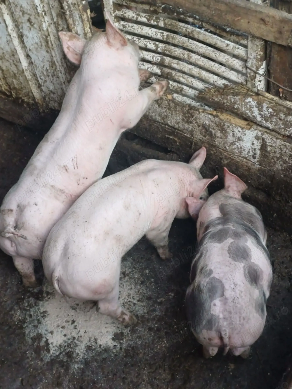 Purcei.  Rasa carne landras romanesc 