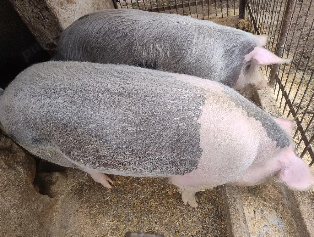 Vand doi porci grași 