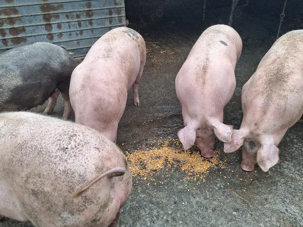 vând porci între 150-180kg
