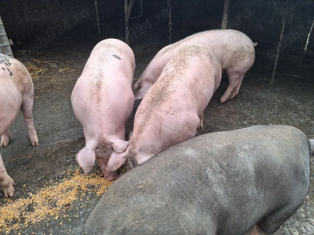 vând porci între 140-160kg