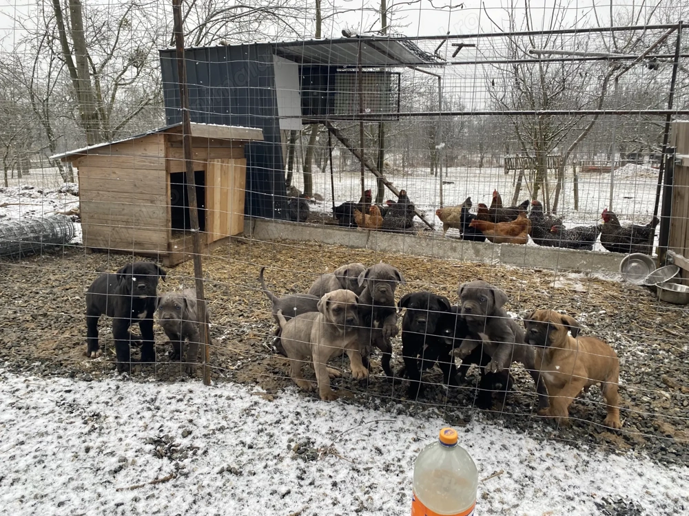 Cane corso blue ,negri ,formentino
