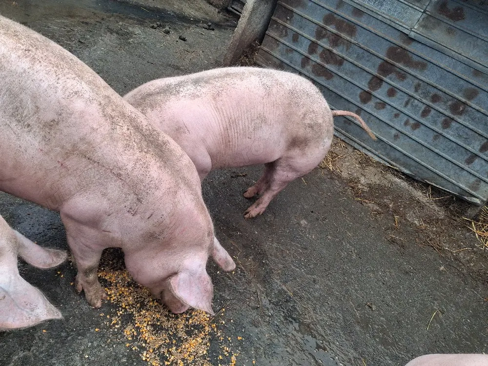 purcele gestante între 140-150