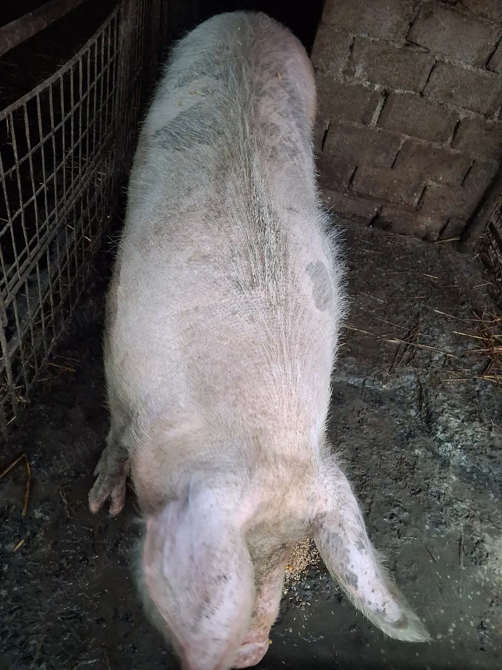 vând scroafa pentru tăiere 