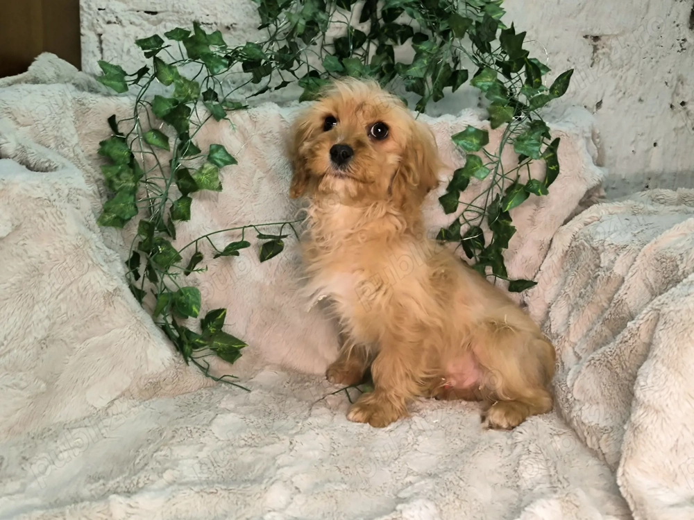 Vand Cavapoo f1 rosu