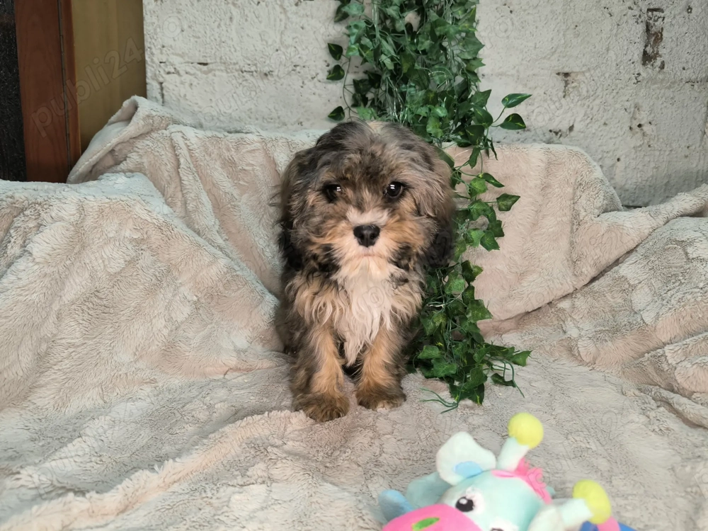 Vand baietel Cavapoo phantom