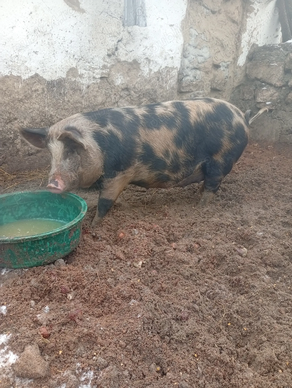 Vând o scroafa de rasa cu 8 purcei