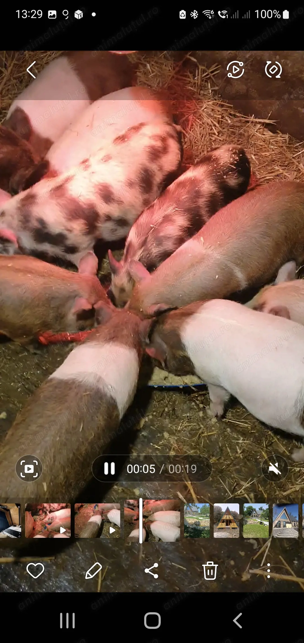 Purcei foarte foarte ieftini NEGOCIABIL 