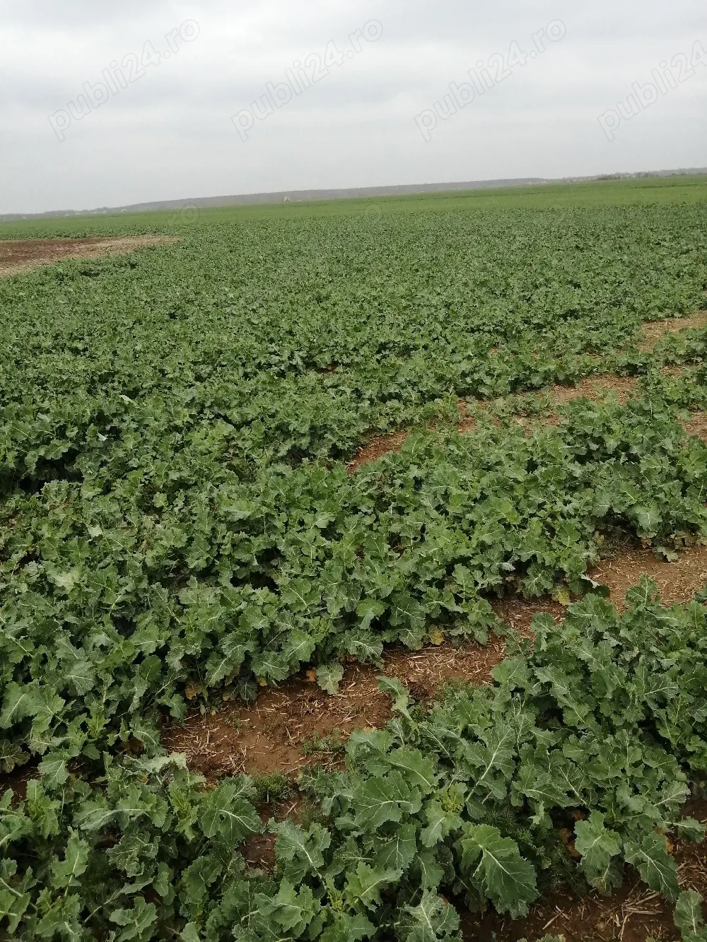 vand teren agricol extravilan 8.14 ha