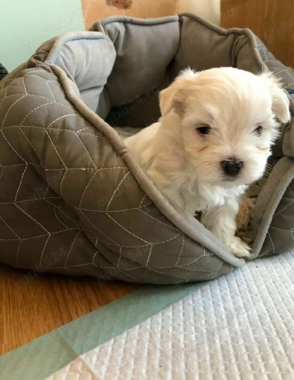 Bichon maltesse mini toy