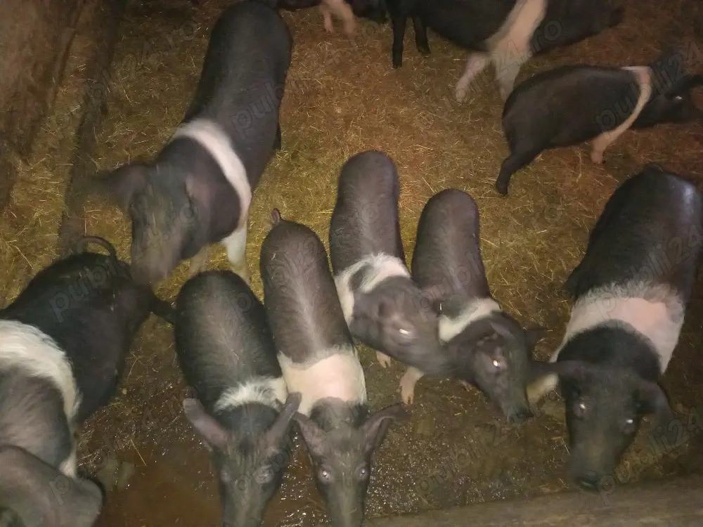 vand purcei de 3 luni de bazna