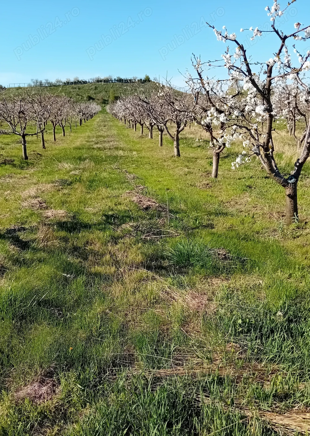 Livada Mixta de cires,visin,cais,prun ,mar + teren constructi 