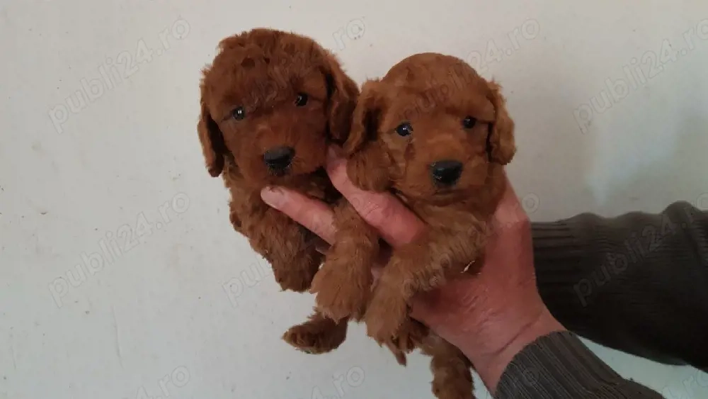 Catelusi Pudel Poodel Caniche red toy ajut cu transportul